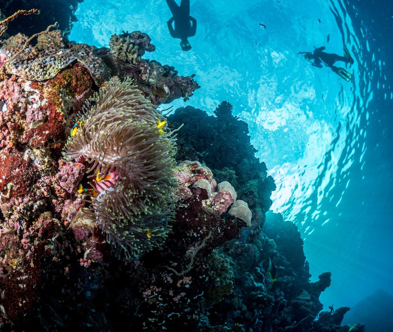 Red Sea reef Company