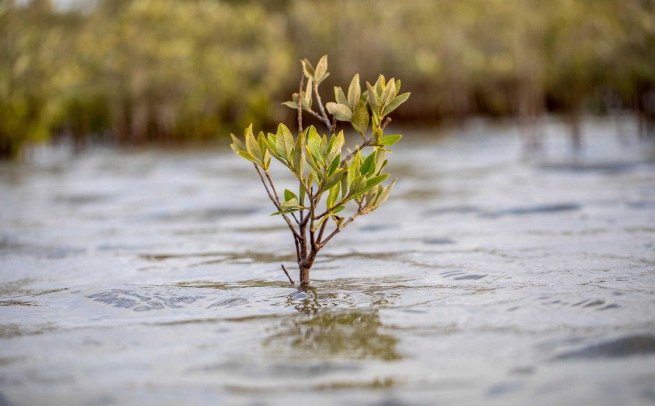 mangrove