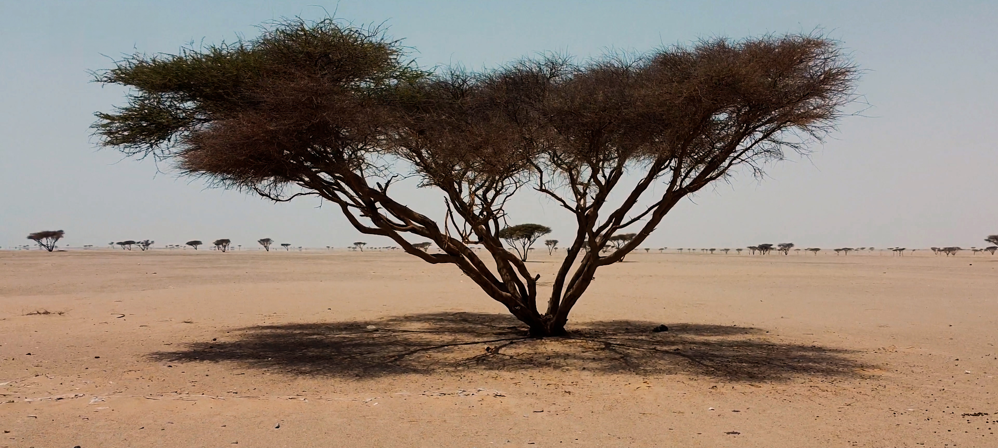 Acacia Trees: Strength, Resilience, and Timeless Beauty
