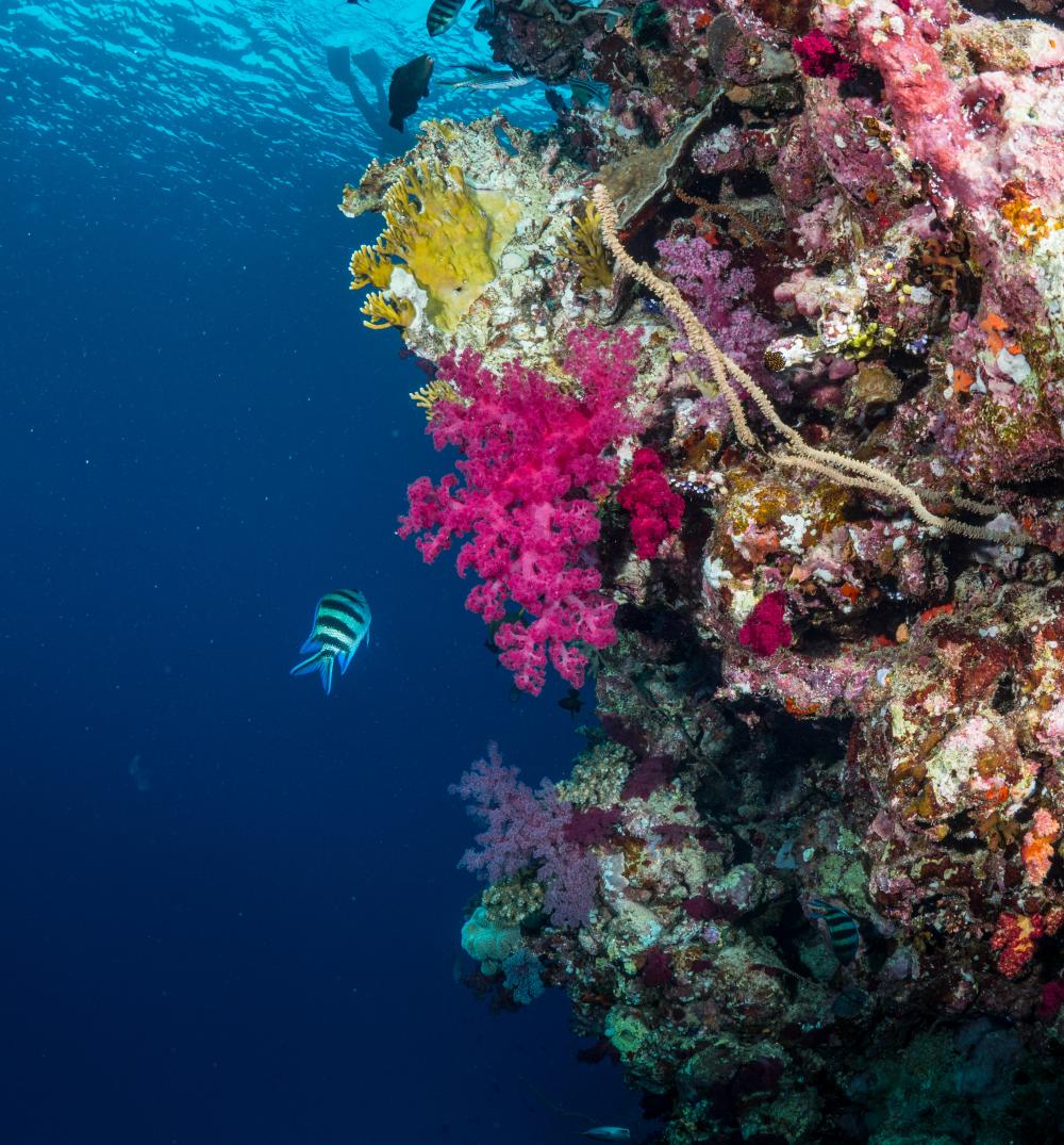 مشهد نابض بالحيوية تحت الماء في البحر الأحمر تكوينات من الشعاب المرجانية الملونة والصحية و أسماك الرقيب تسبح حولها.